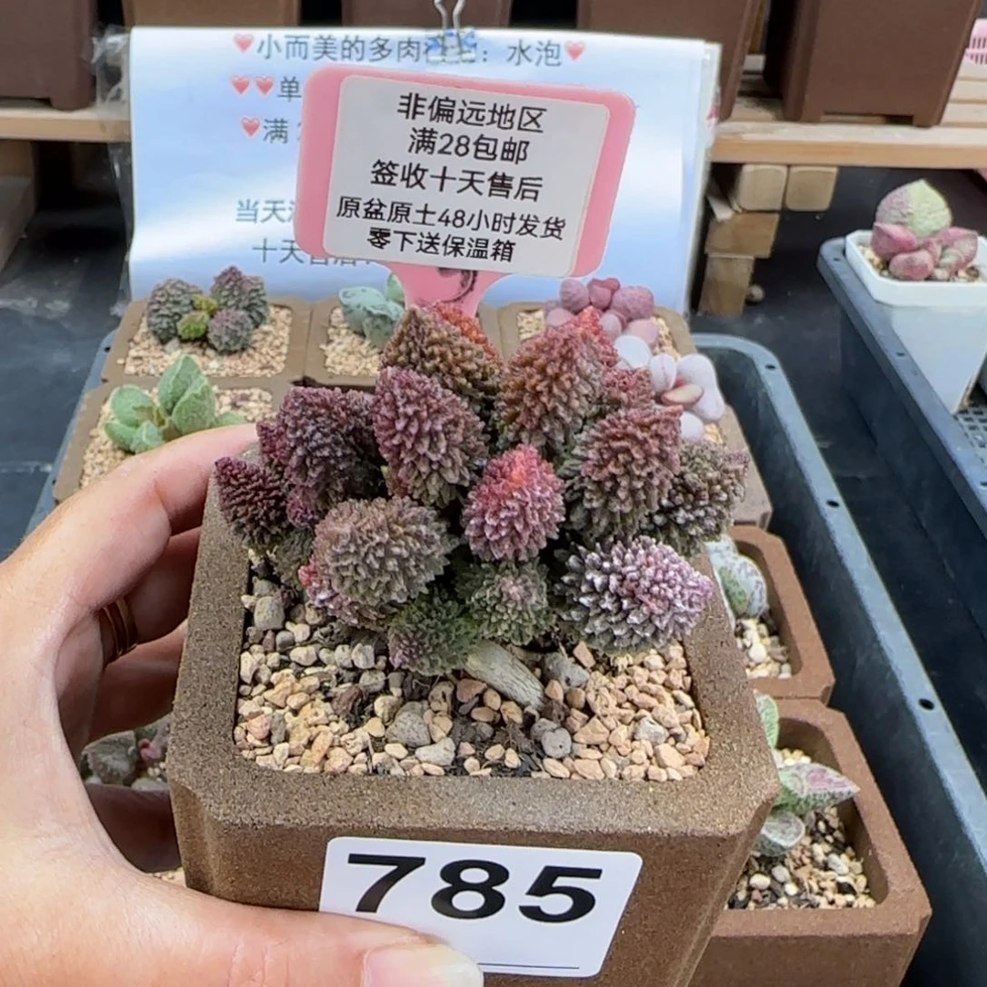 785朱紫玉多肉植物
