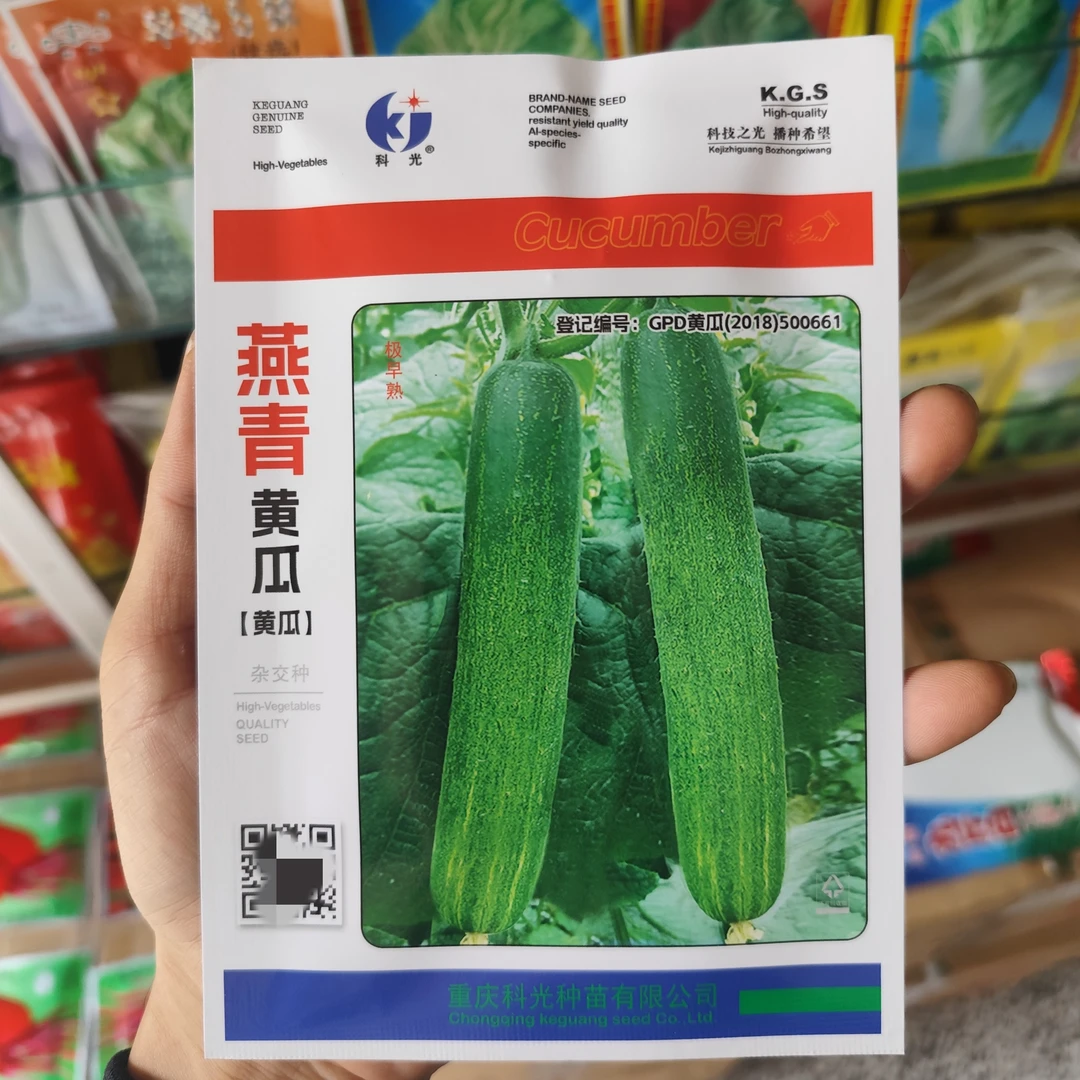 科光燕青黄瓜种子雌性杂交种结瓜能力强极早熟清香微甜无苦味脆嫩