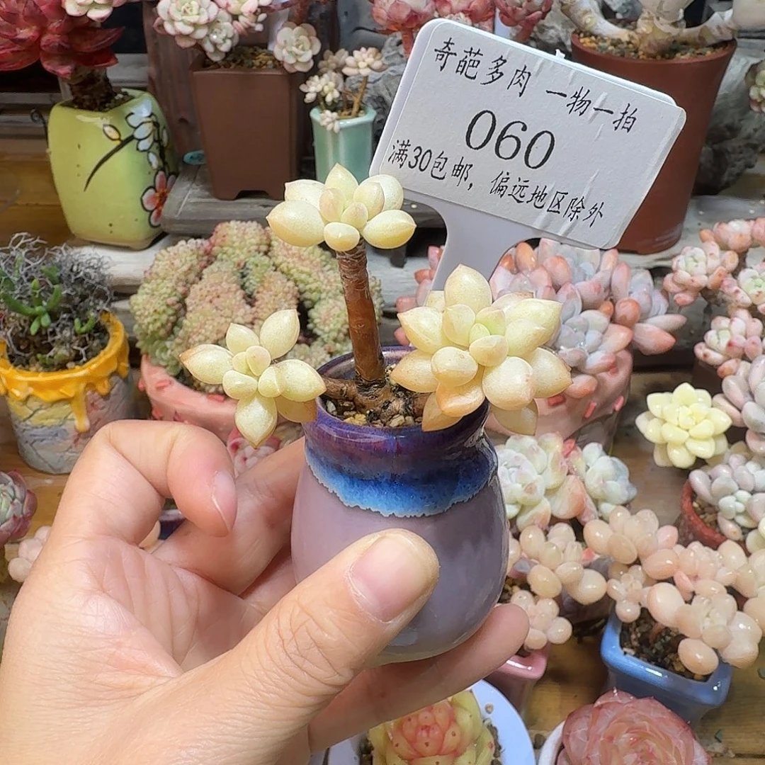 060 多肉含盆土30元包邮非偏远