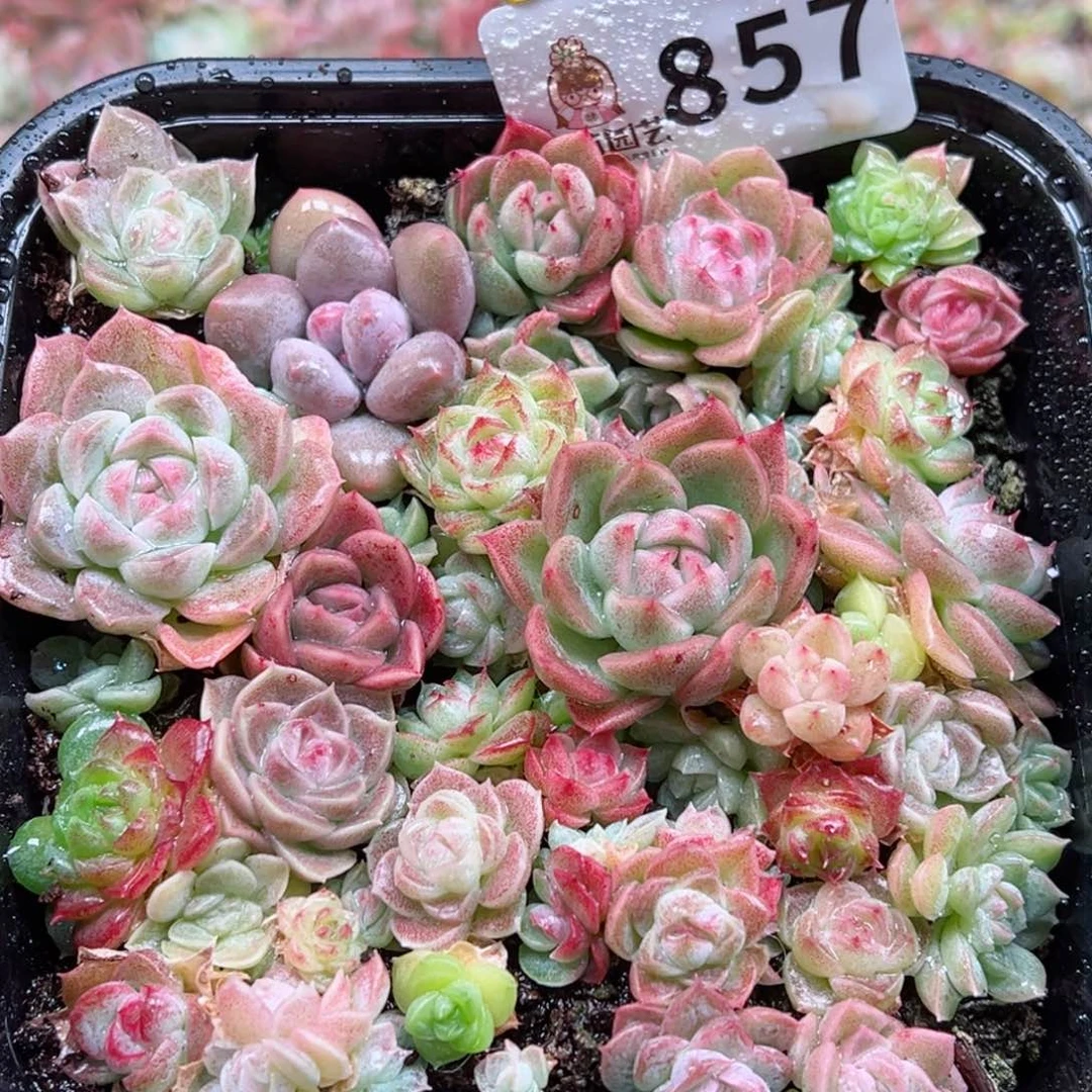 多肉植物多肉植物