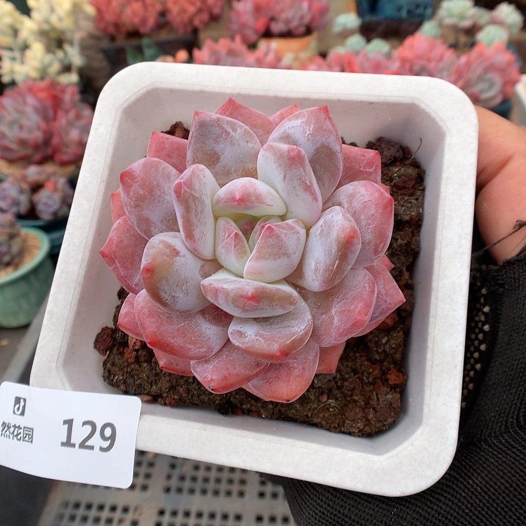 129雪天使多肉植物6666