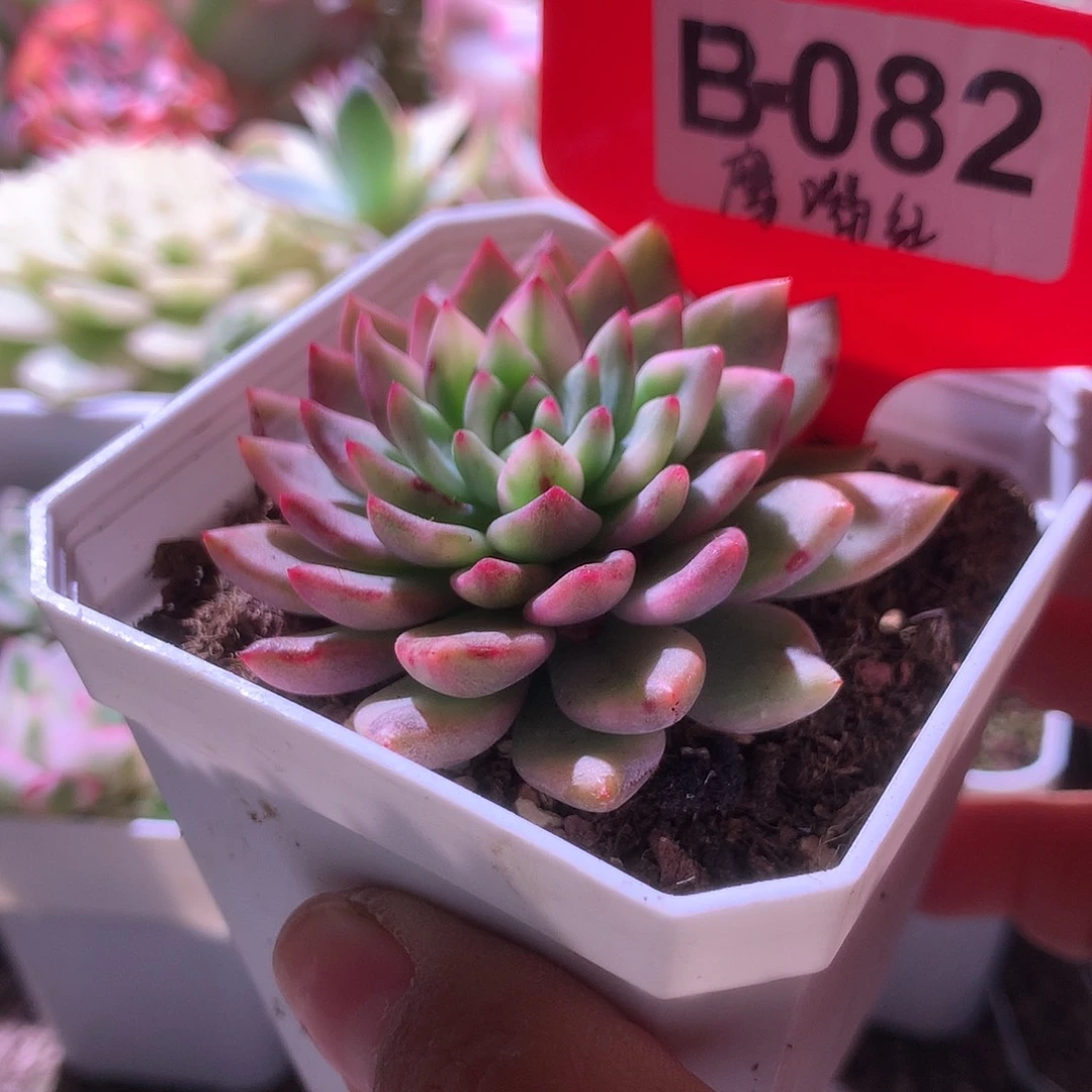 鹰嘴红覆轮锦有根