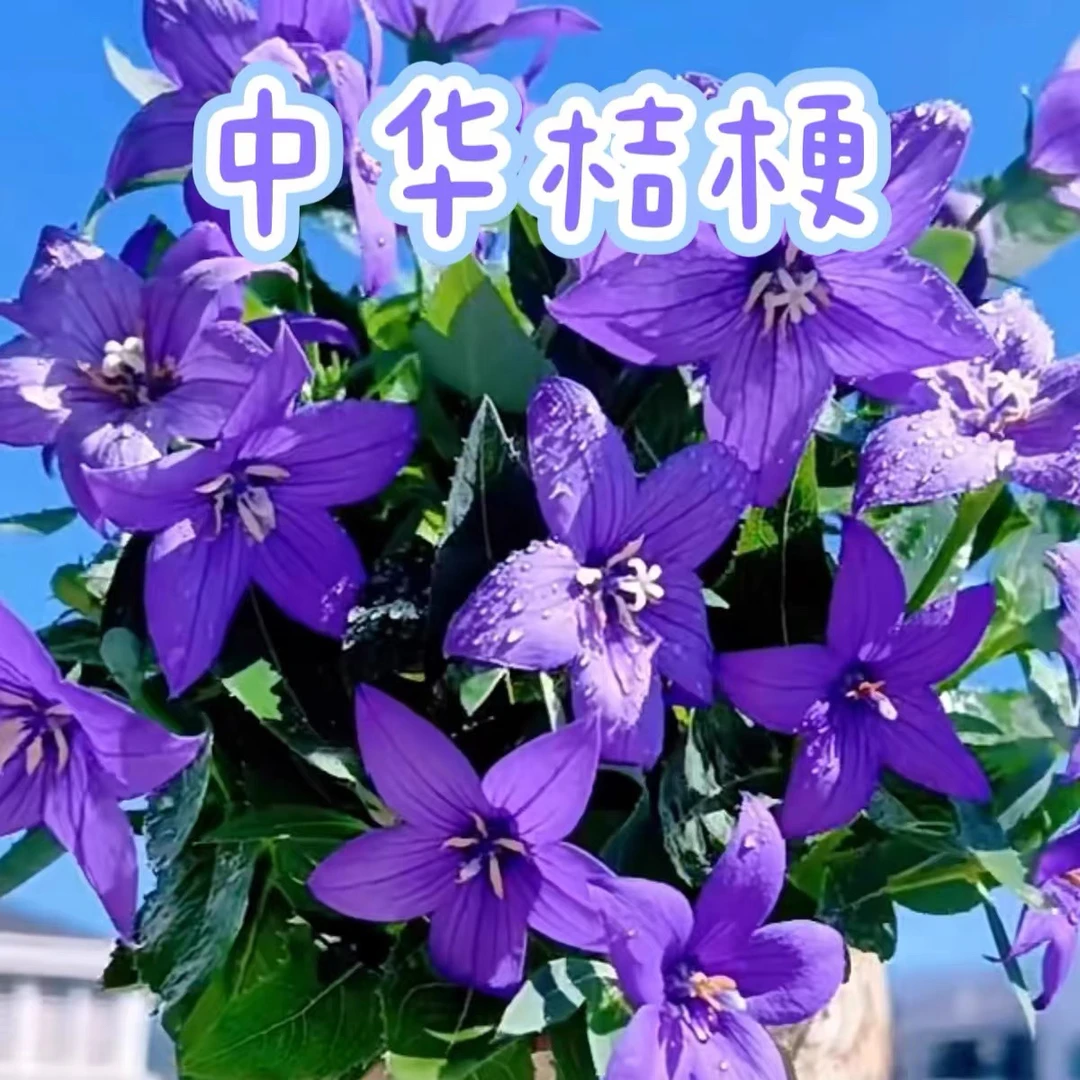 中国桔梗，带花带花案