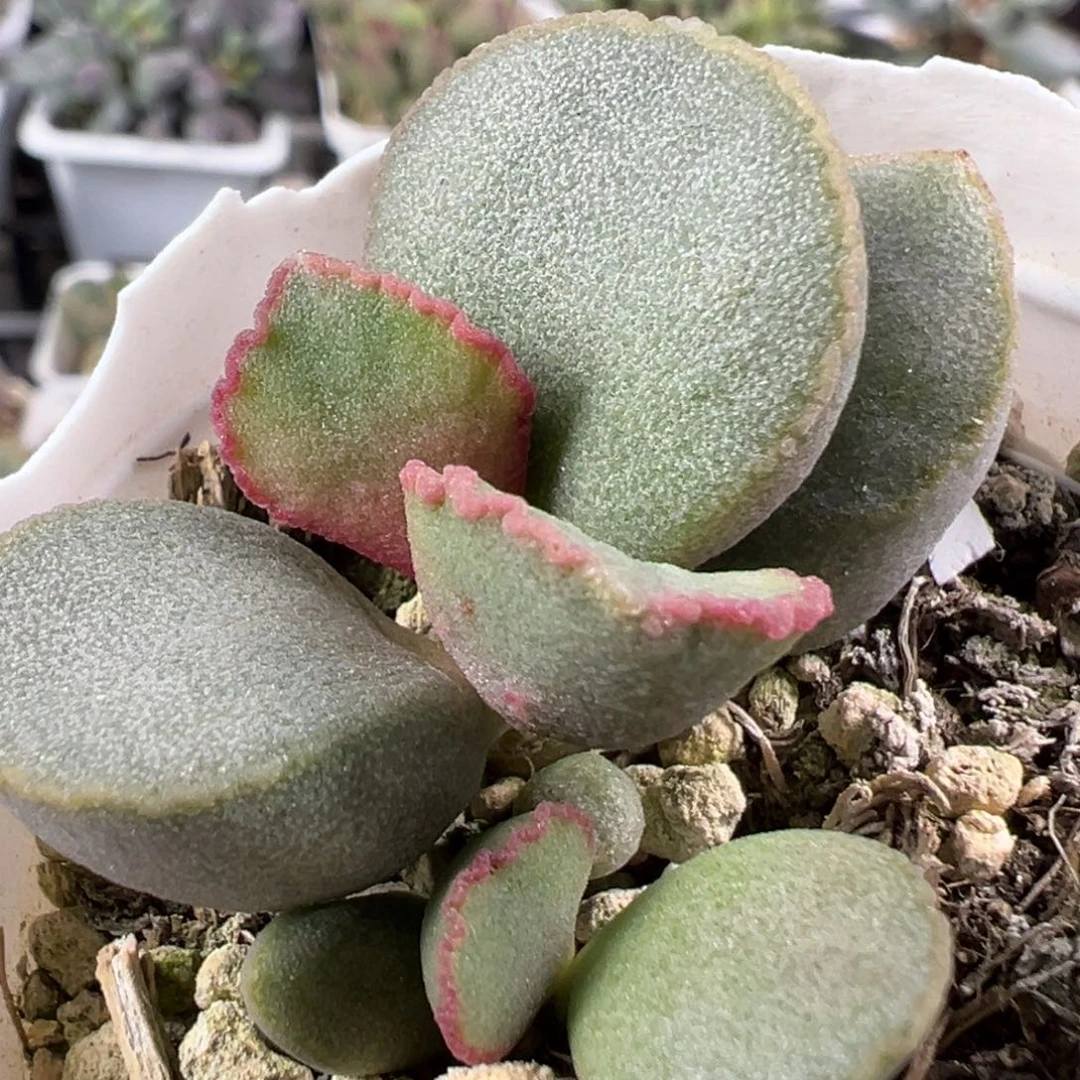 w018-2313多肉植物