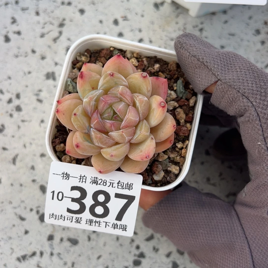 璇玑多肉多肉多肉多肉