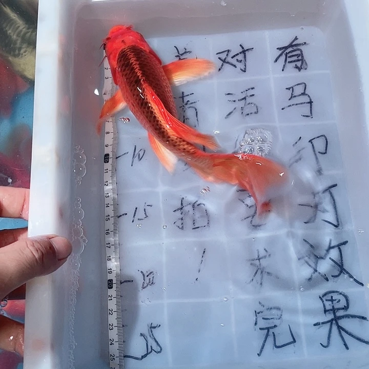 蝴蝶鲤鱼渔场直发83