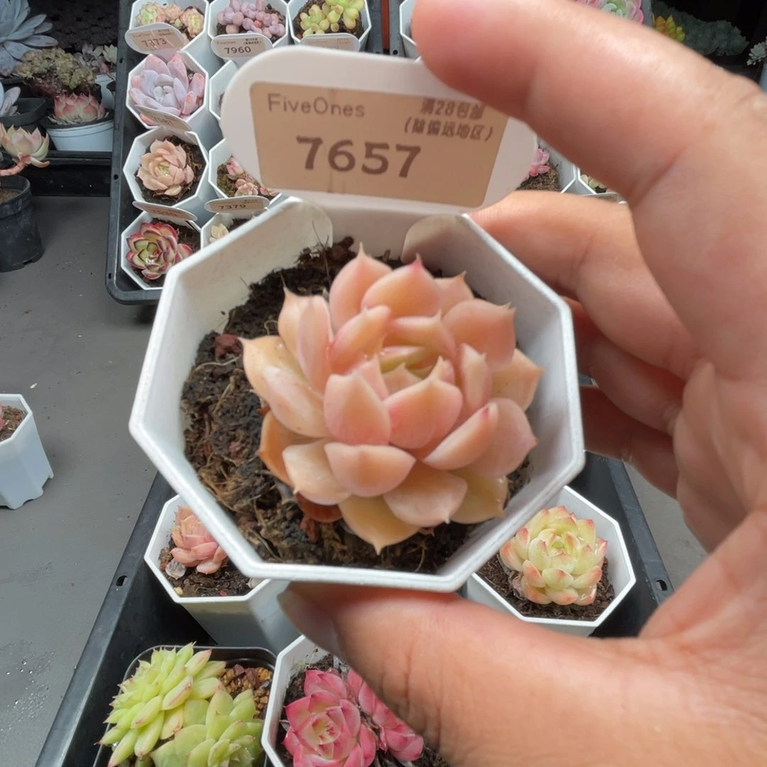 7657昂斯诺4.0厘米