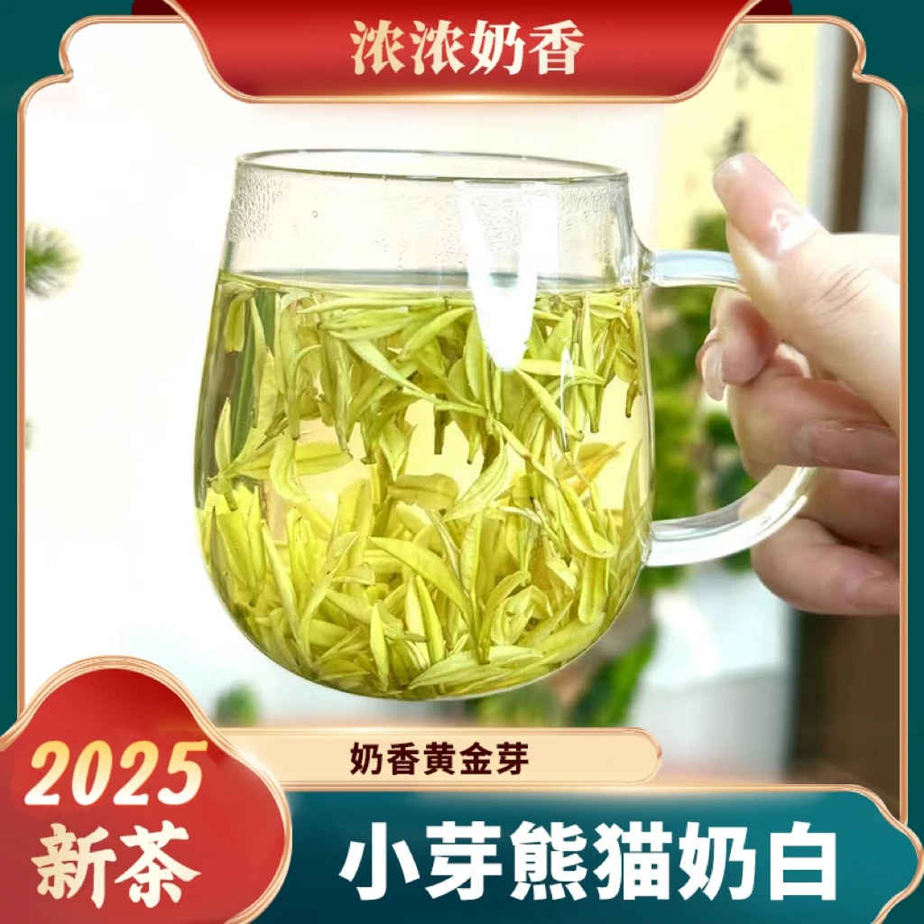 2025（小芽奶白）安吉正宗小熊猫特级明前黄金芽 安吉溪龙原产地