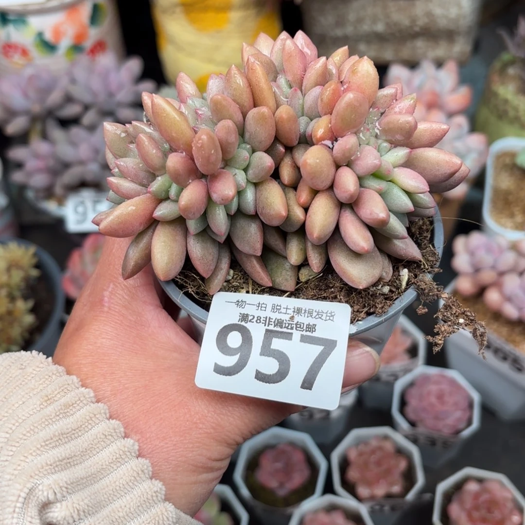 桃花源缀化无盆土发货
