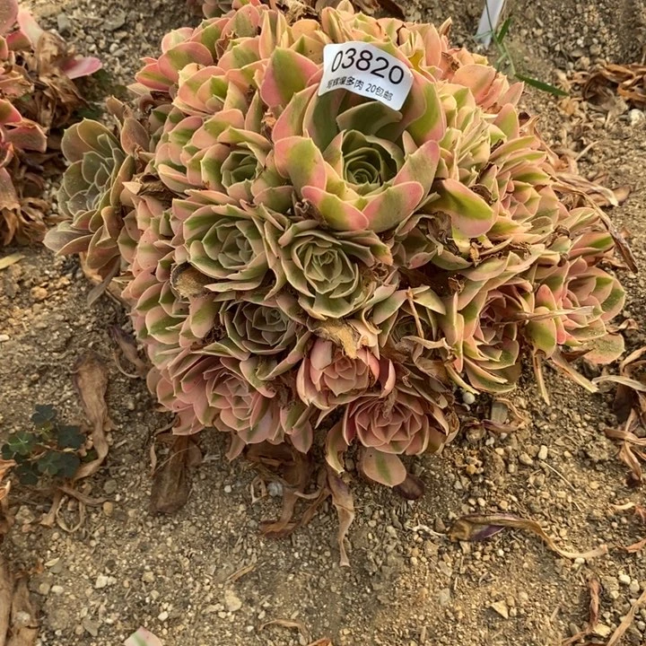 03820粉女无多肉植物