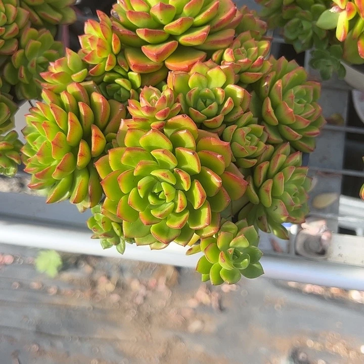 火焰蒂亚多肉植物精品