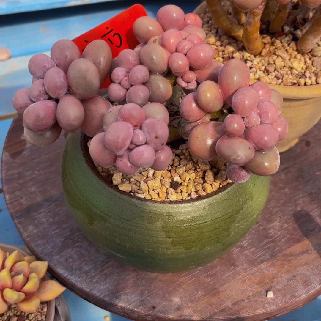 方*?冬天里最漂亮