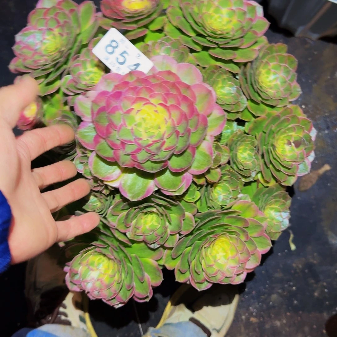 蓝***熙854号多肉植物海仙