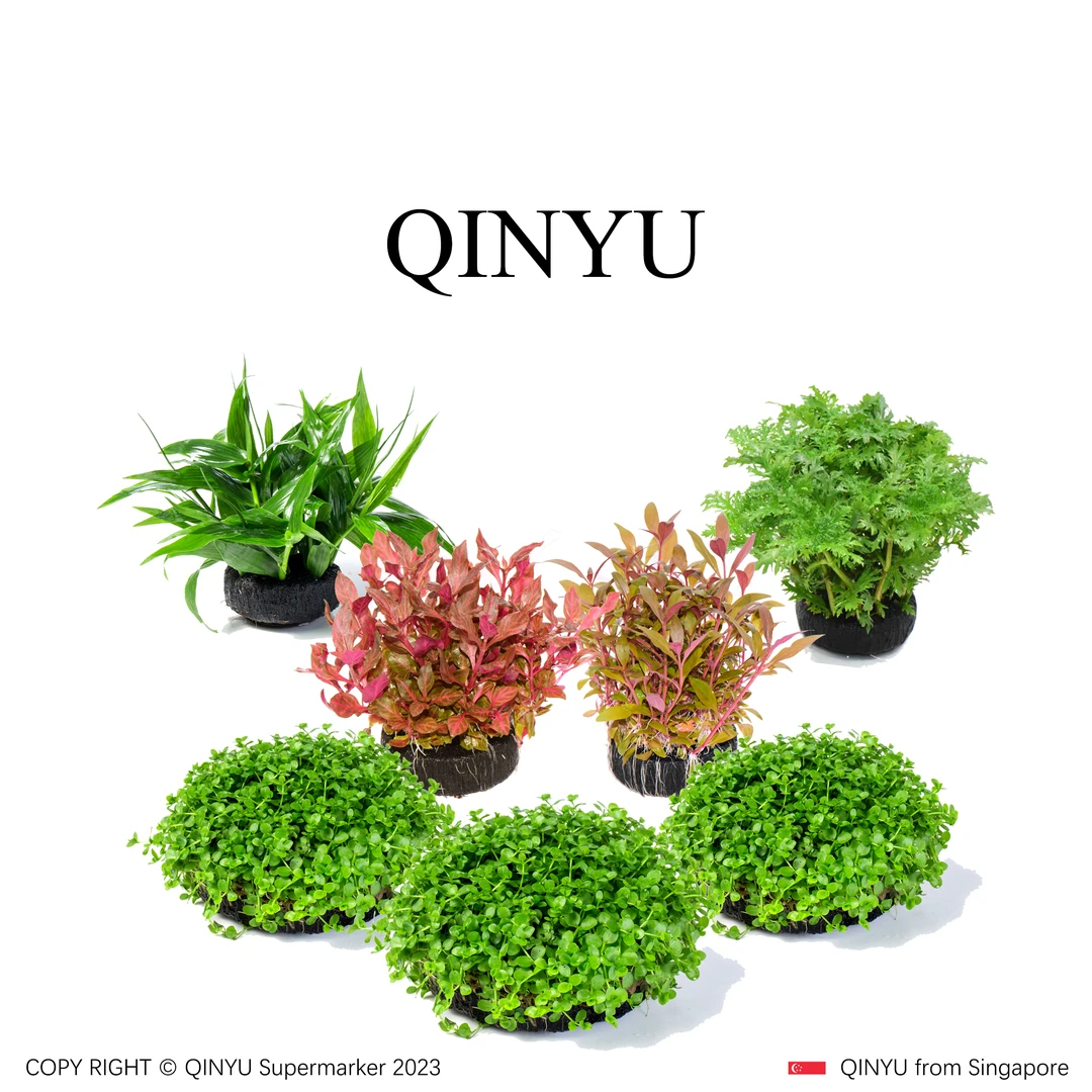 【拍5送2】到手7坨 小鱼缸造景坨草 净水造氧 无需底沙入缸成景