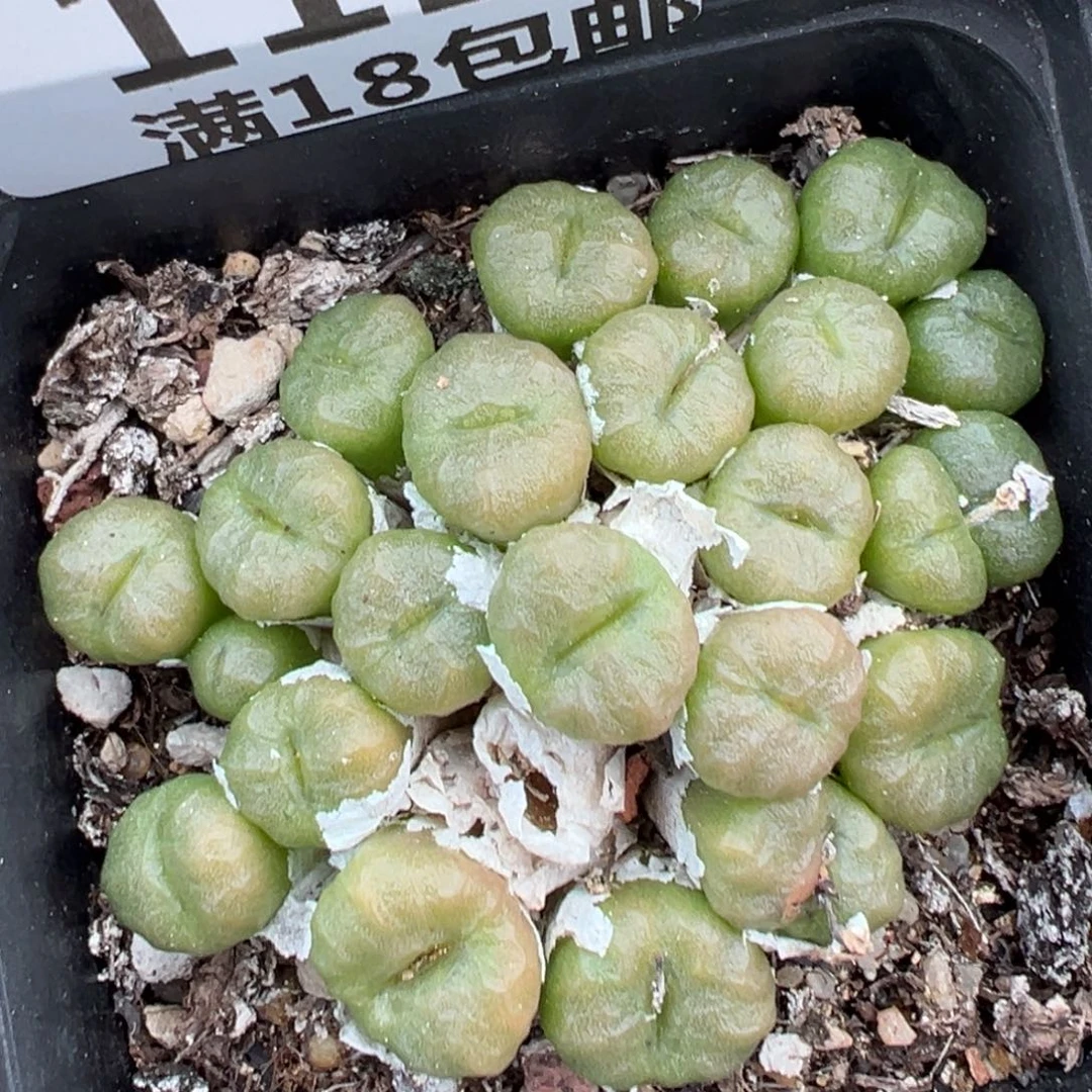 【闪购商品】112……