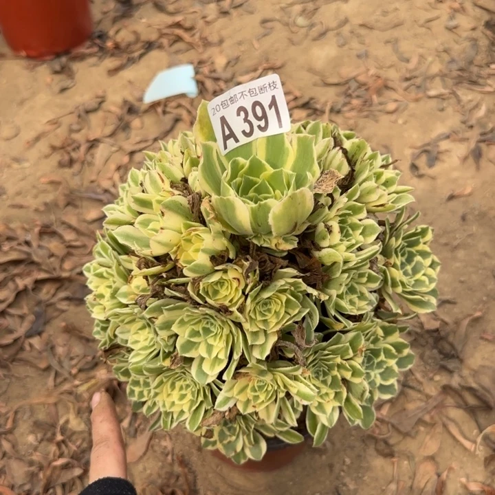 迈巴赫……多肉植物……