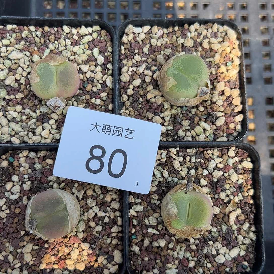 000080量拍一下1颗母本大翠光脱土发