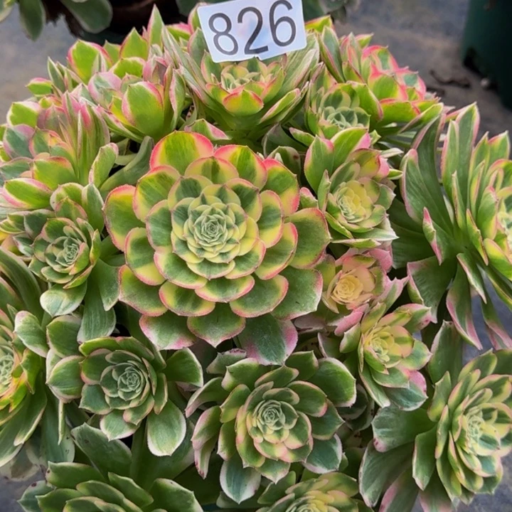 0000000000826玉芙蓉