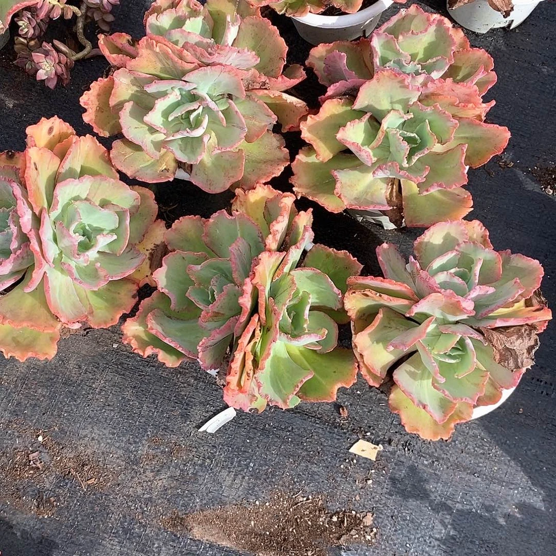 双头舞会红裙1颗脱土发货