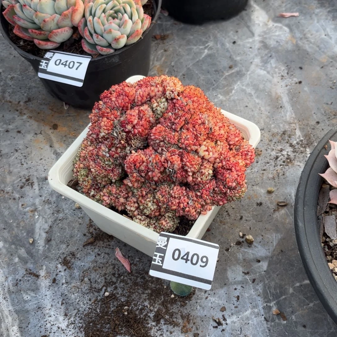 粉姬莲缀多肉植物0409