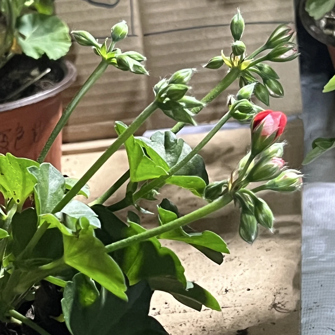【直播专属】夏日玫瑰天竺葵垂钓一物一拍