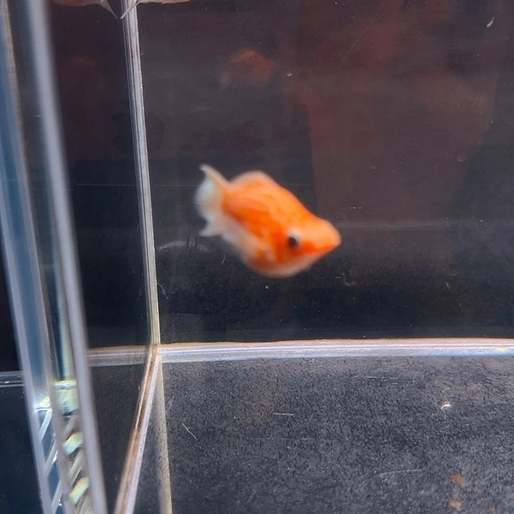 孔雀鱼精品黄金玛丽球亚成1对
