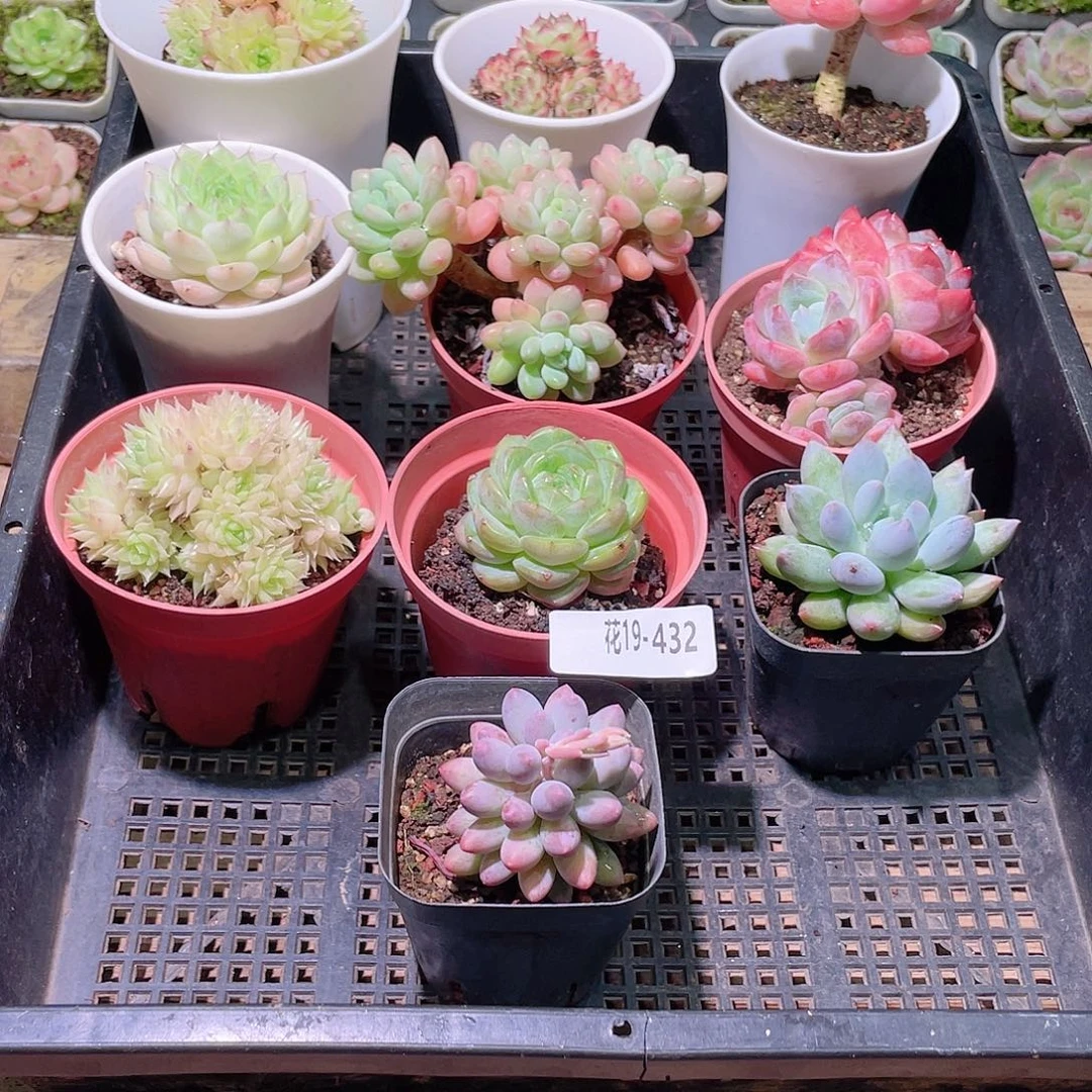 花利美19-432框拍10颗