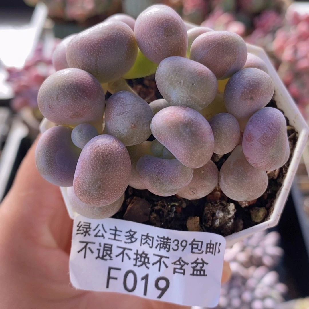 腰子桃蛋6cm019多肉植物