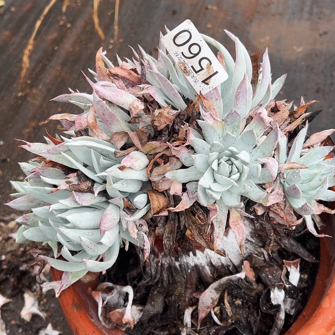 白衣圣徒仙女杯多肉