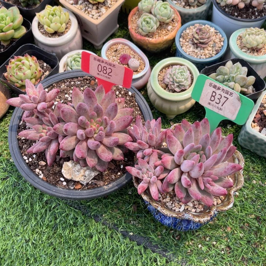 多肉植物一物一拍两盆