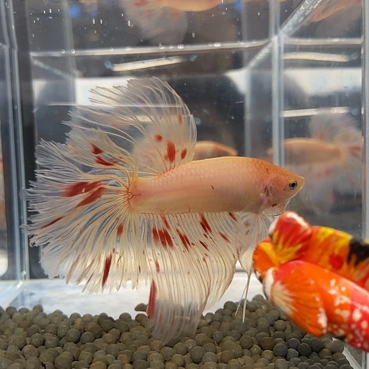 斗鱼黑142号巨否半月