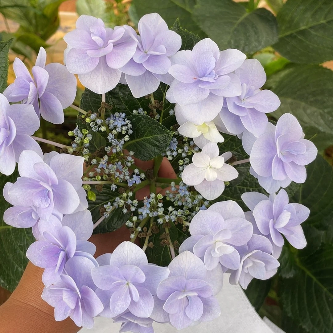绣球切花一物一拍3枝包邮，231