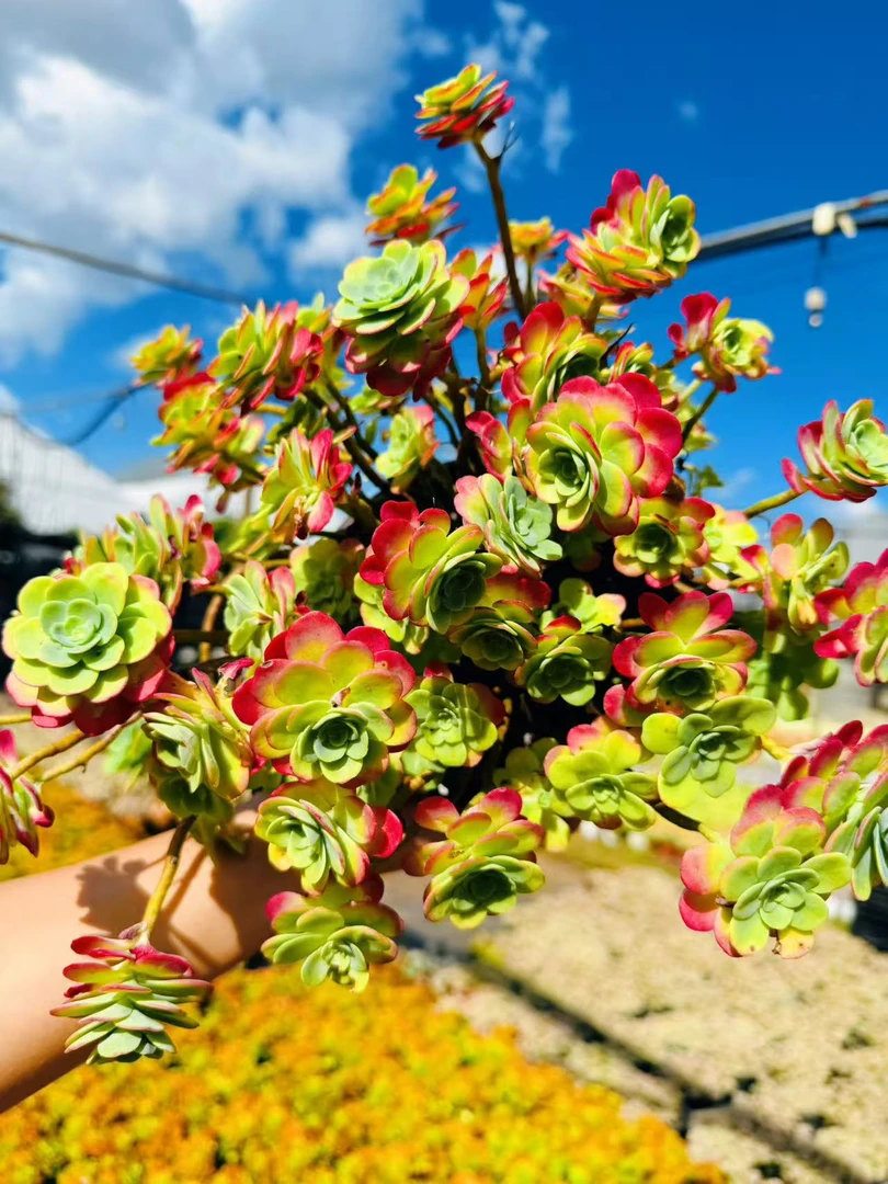 【薄化妆】黄大锤多肉阳台露台植物栽种养护