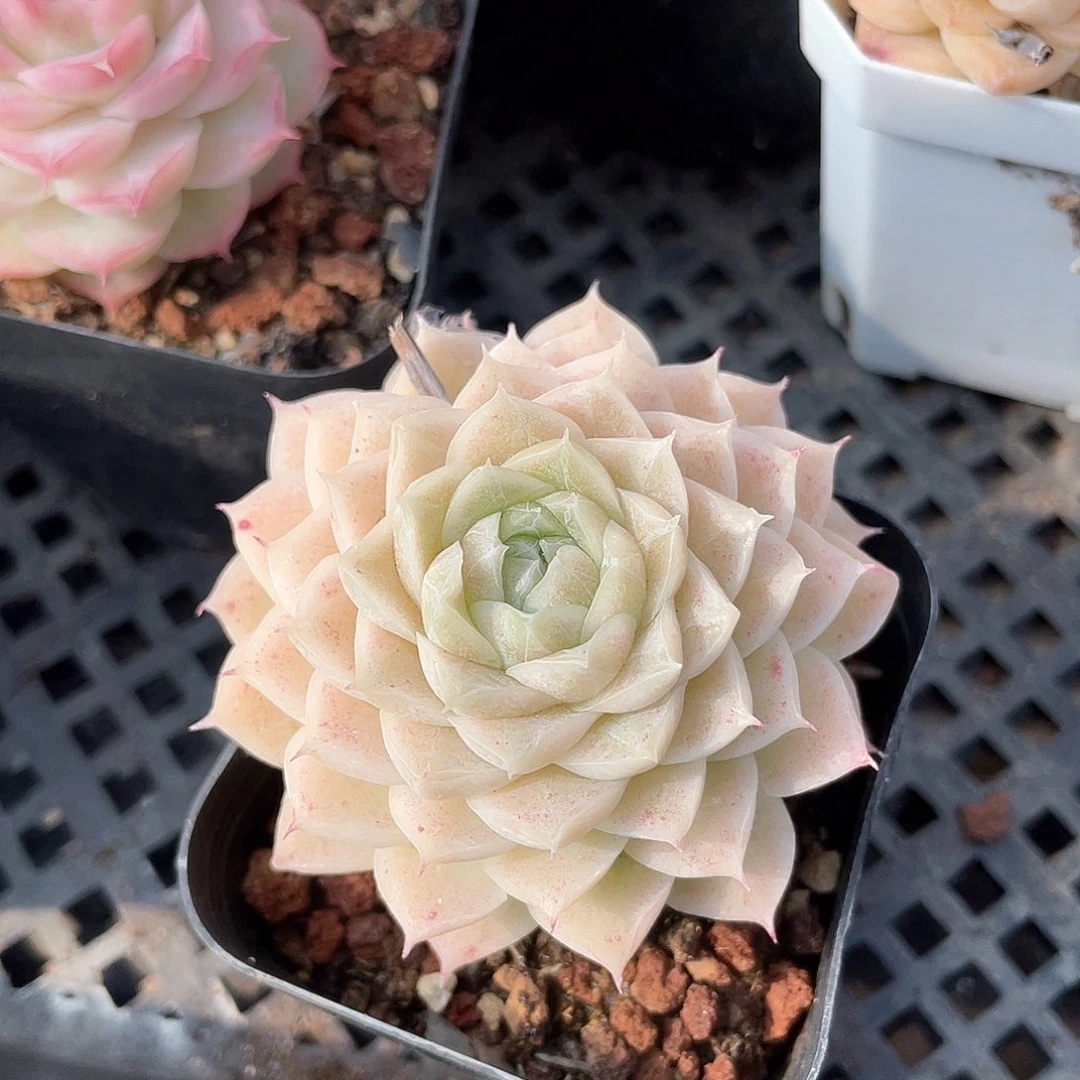 优选4号女王9491