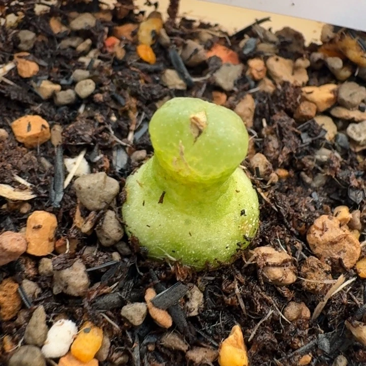 648 大型小葫芦。