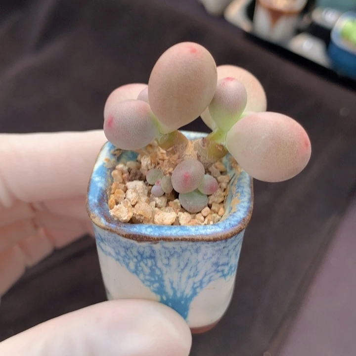 蛋黄奶酪 转色中 4头 木质桩