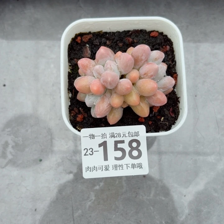 汤圆无盆土发货无盆土发货无