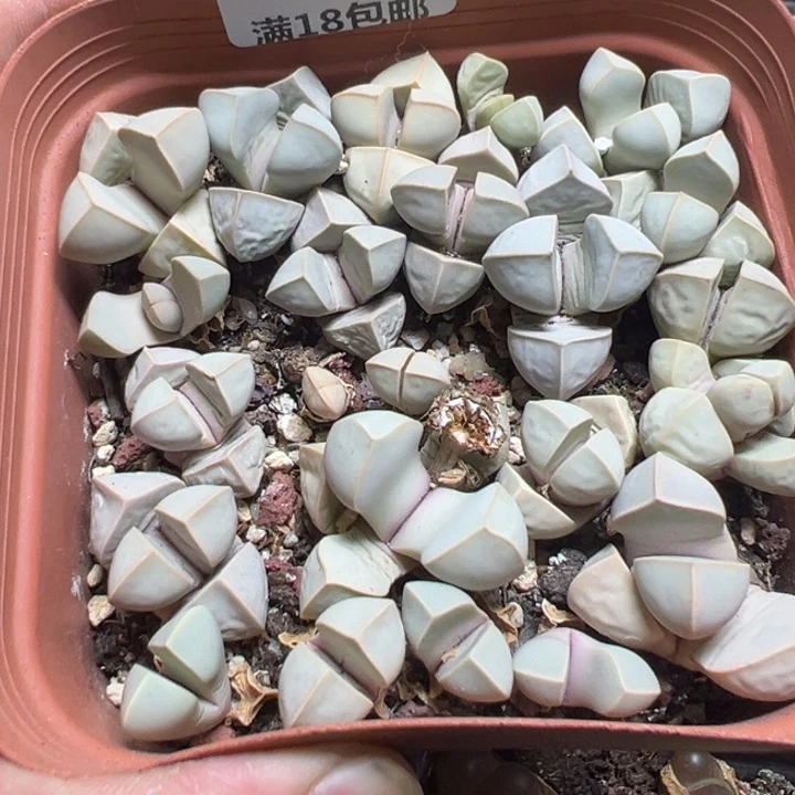 【闪购商品】 224。