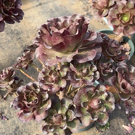 多肉植物瑰金玫瑰23