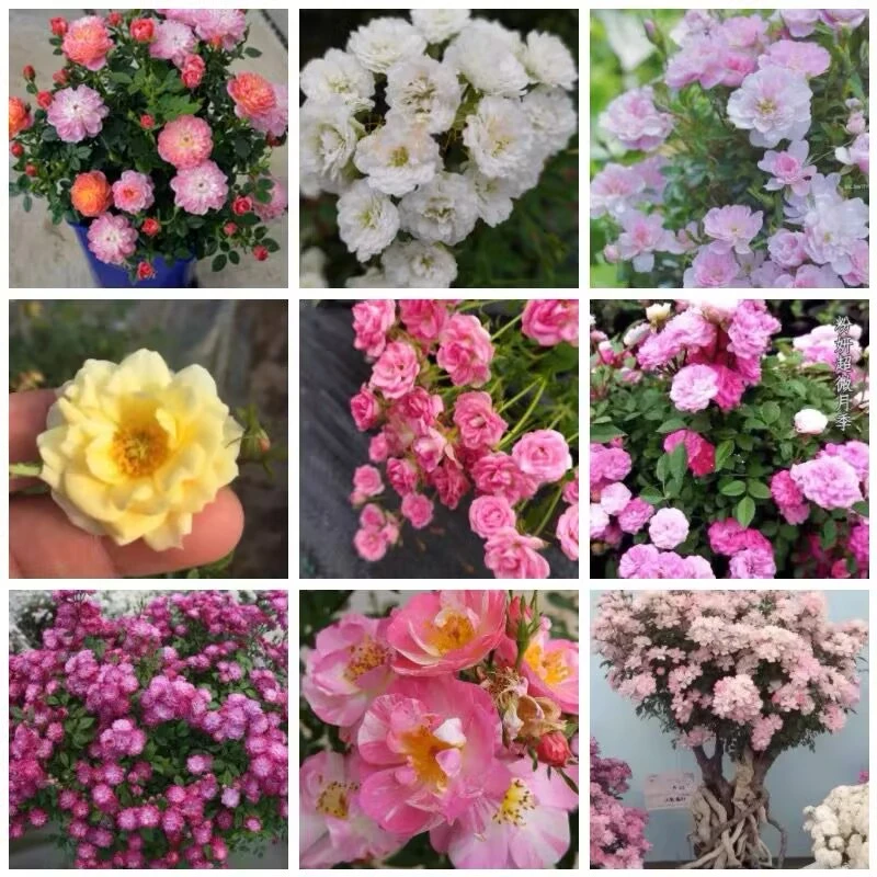 【中苗】超微月季姬乙女天荷繁星躲藏朱红姬小姑娘莉莉樱坂桃姬月瞳