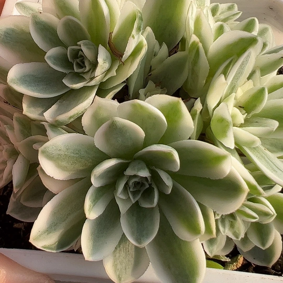 山地玫瑰锦秋夕1045号