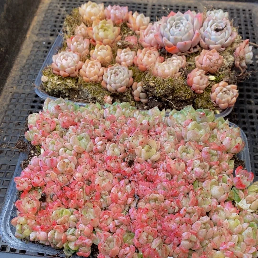 687多肉植物保护研究所所长