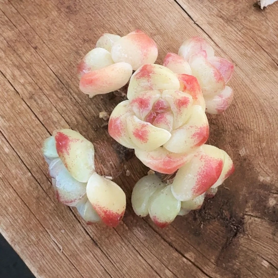 辉****饰辉煌专拍老桩冰玉