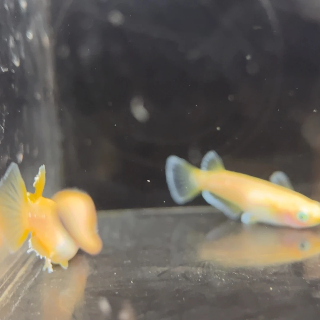 青鳉鱼223酥油灯一对