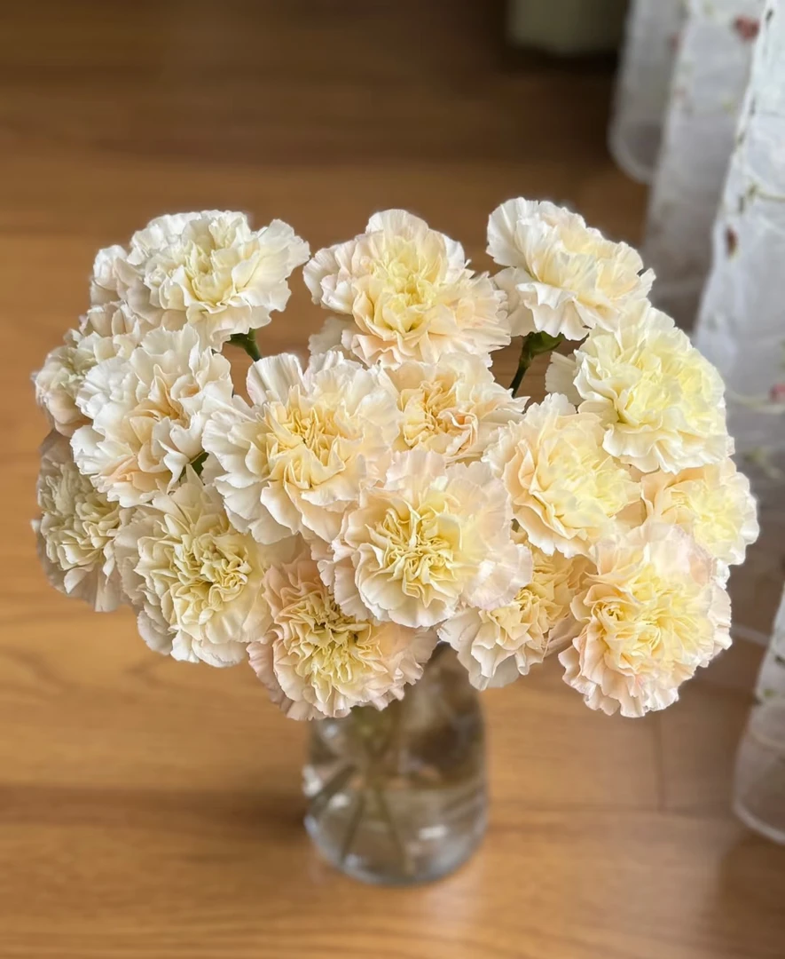 【一件包邮】芙蓉单头康乃馨20支    云南  基地  鲜花