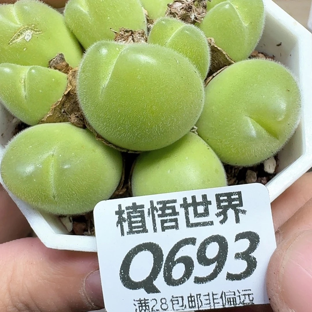 多肉植物的润泽nmk