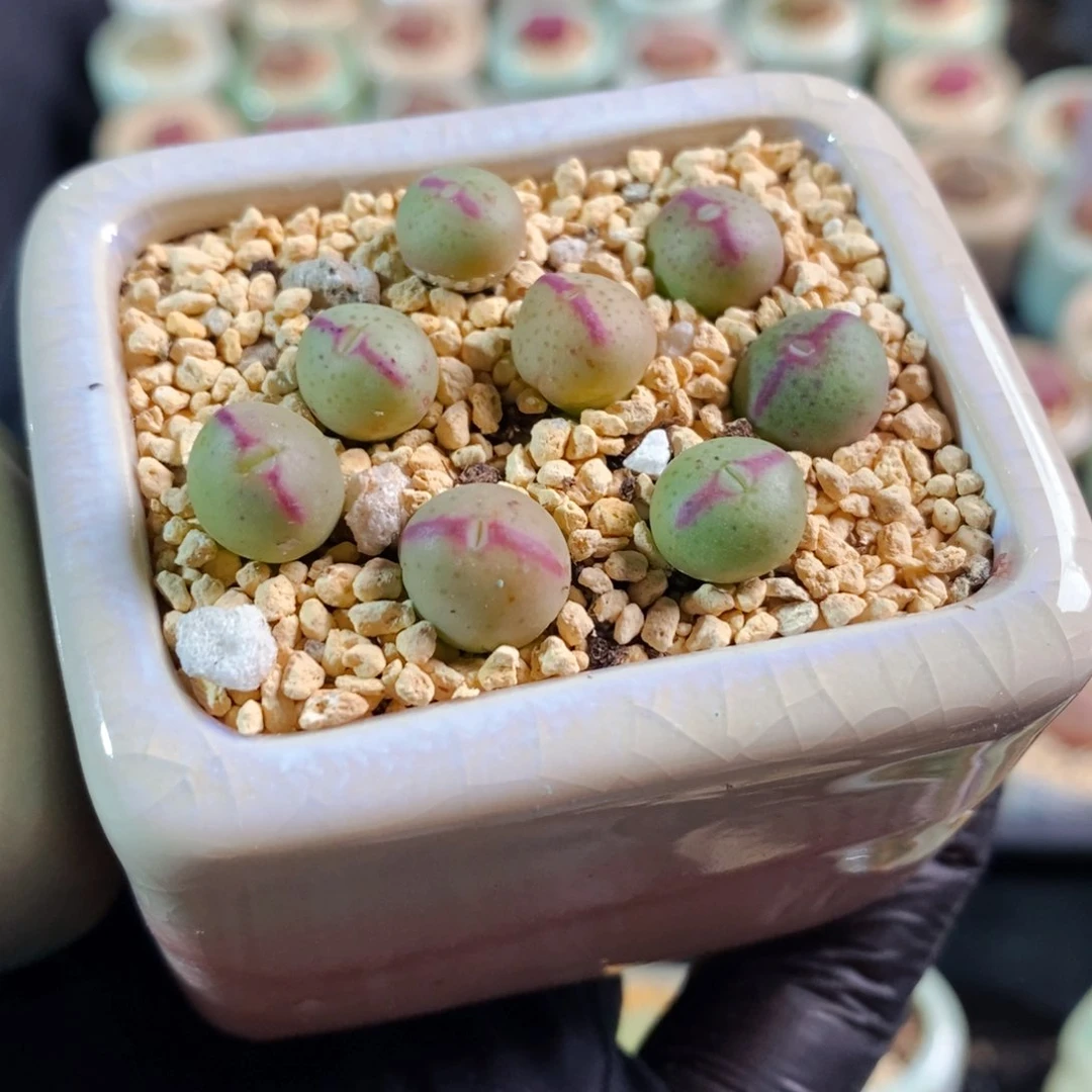 3575--一物一拍 带盆