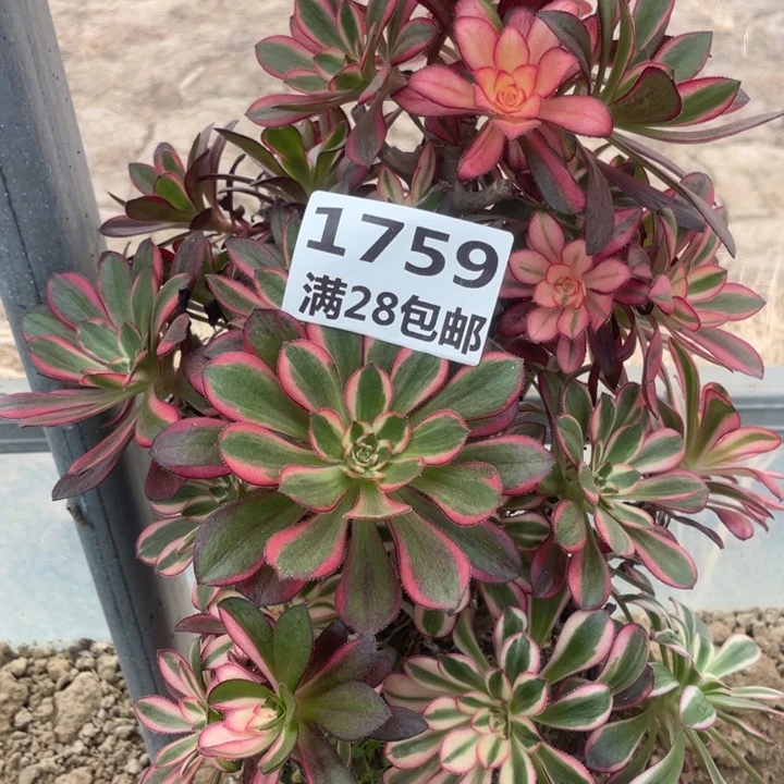 1759香奈尔母本一号棚C