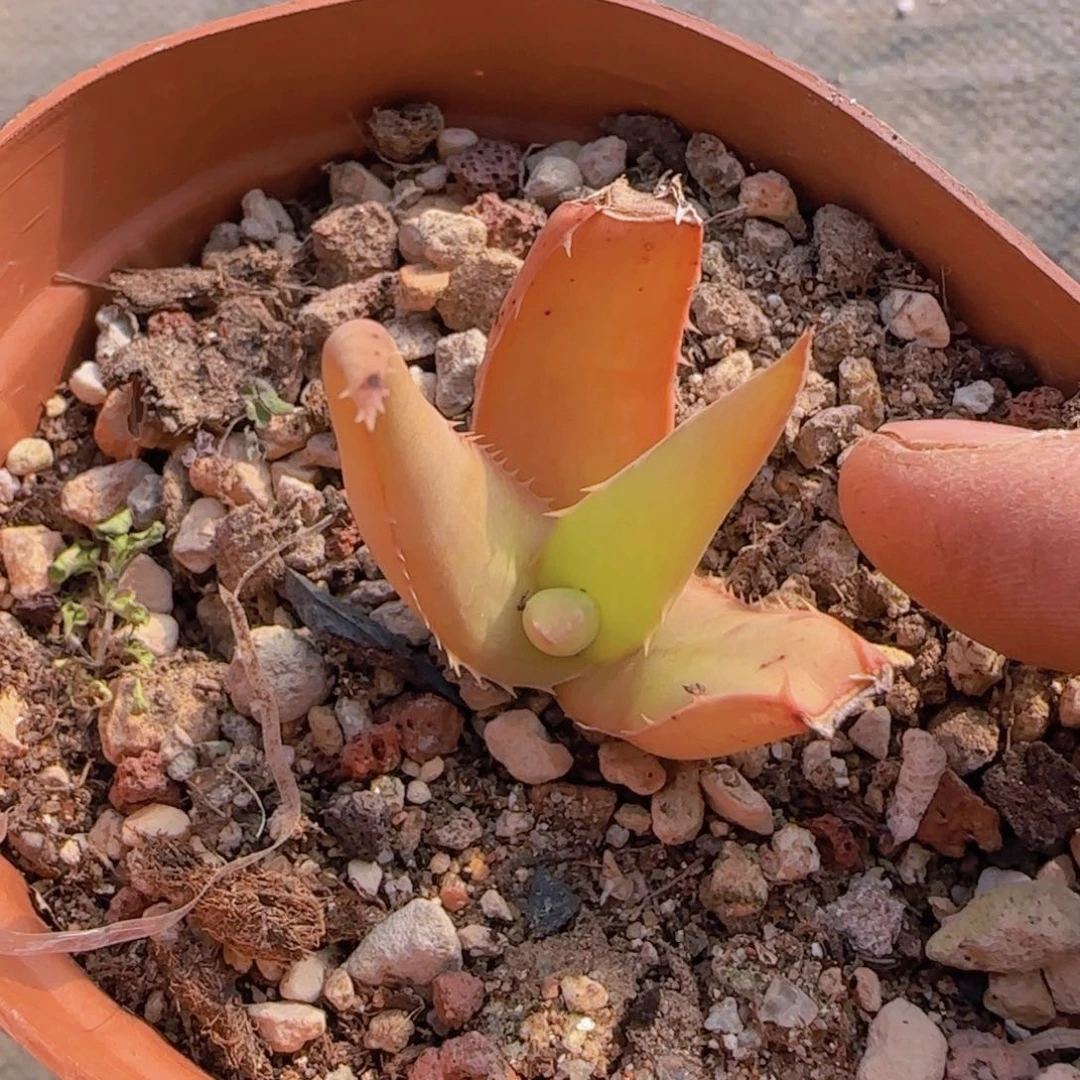 K***n块根植物块根植物