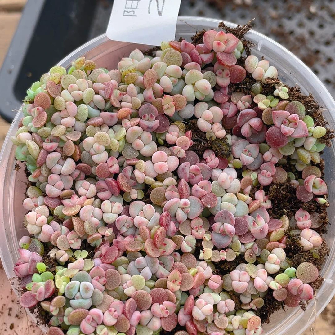 多肉植物多肉植物247